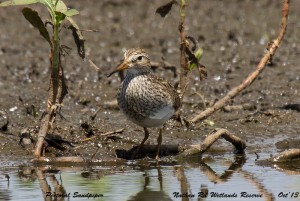 Calidris melanotos4471