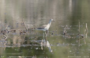 Philomachus pugnax8758