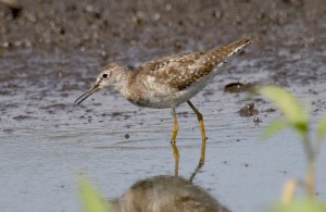 Tringa glareola4920