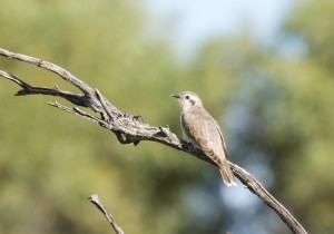 Black-eared Cuckoo, Doctors Creek