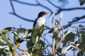Painted Honeyeater    , Doctors Creek