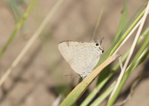 Emerald Hairstreak  , Doctors Creek