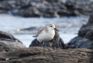 Sanderling, Flat Rock, Ballina