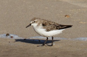 Red-necked Stint, Flat Rock, Ballina