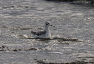 Red-necked Phalarope, Flat Rock, Ballina