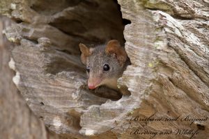 Antechinus flavipes Sheep Station Creek CP Mar '16