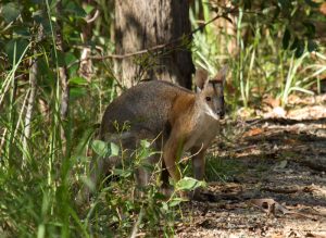 Black-striped Wallaby Sheep Station Creek CP Apr '15