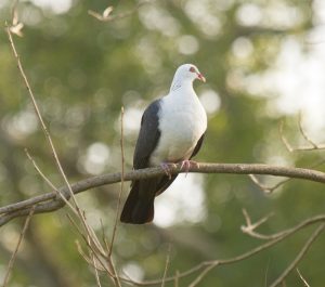 White-headed Pigeon at Anzac Park Kyogle