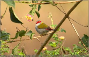 Red-browed Finch Lismore STW 