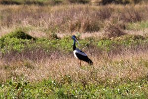 Male Black-necked Stork which was present on Lismore Lake most days of my stay.