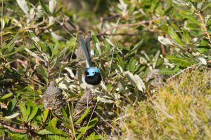 Male Variegated Fairywren in the heath near Chinamans Beach
