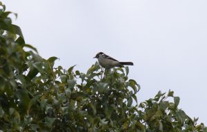 White-eared Monarch at Victoria Park Nature Reserve