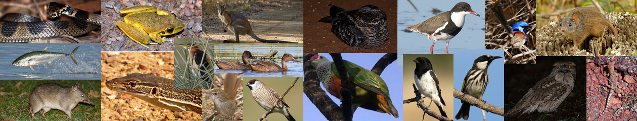 Gavin Goodyear's Brisbane and beyond Birding and wildlife